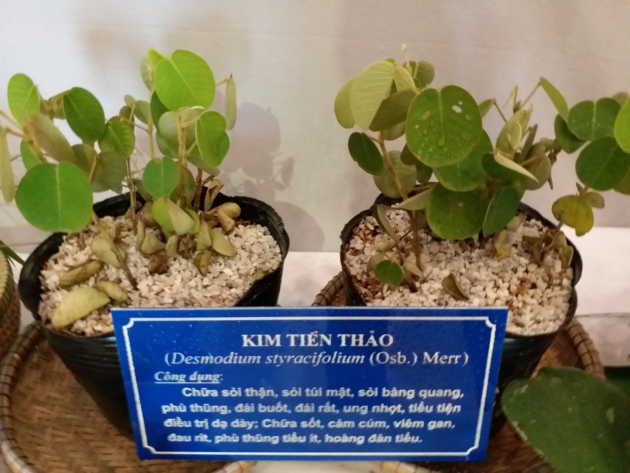 den-khong-gian-dong-y-hue-tim-hieu-ve-thai-y-vien-trieu-nguyen