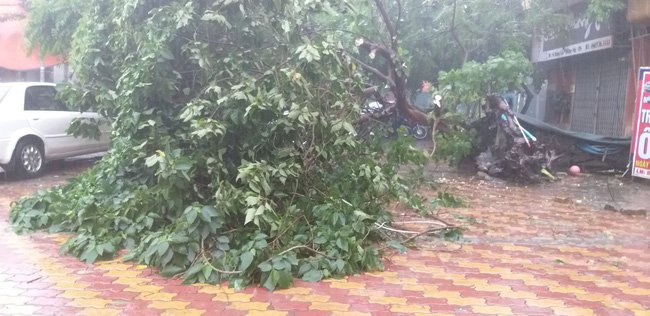 Do mưa lớn đã khiến cây bị gãy đổ
