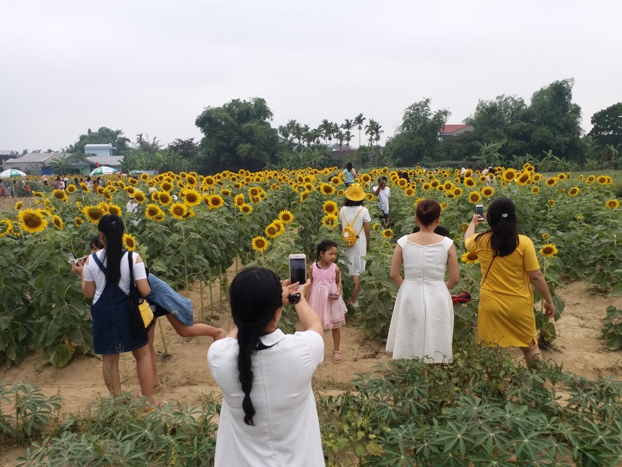 rung-nguoi-chen-chan-chup-anh-cung-hoa-huong-duong-o-hue