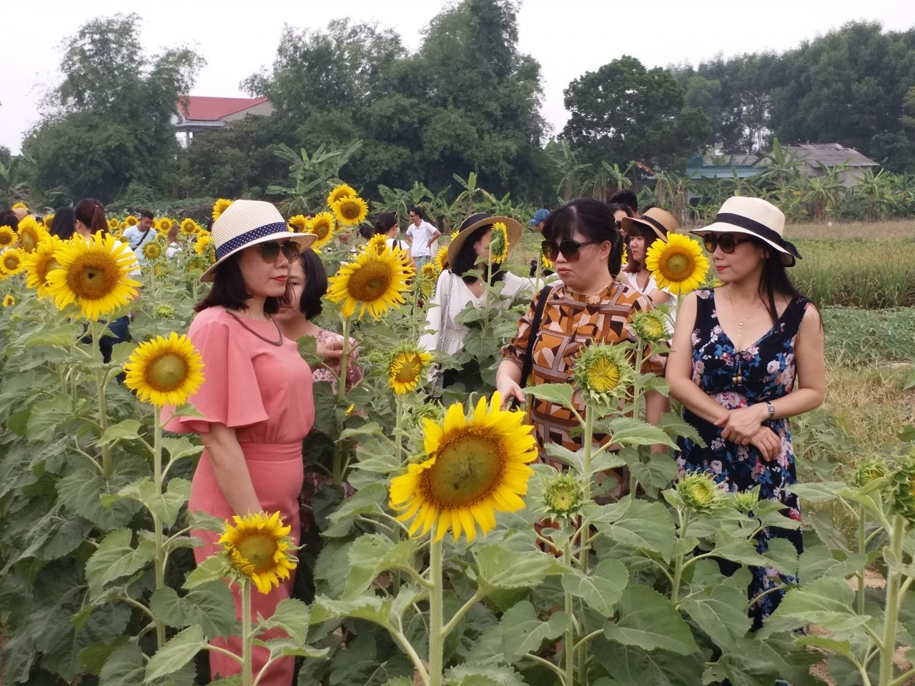 rung-nguoi-chen-chan-chup-anh-cung-hoa-huong-duong-o-hue