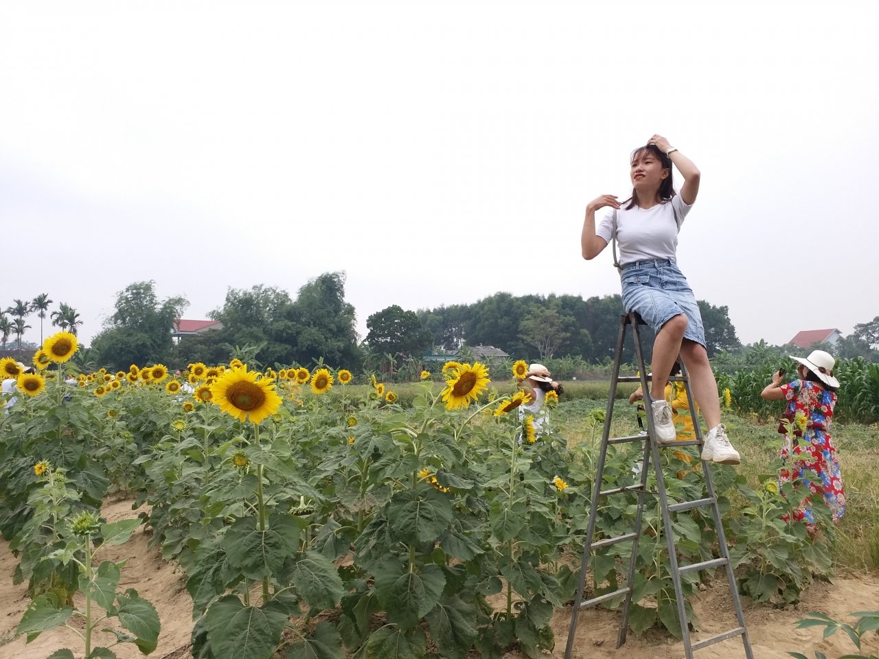 rung-nguoi-chen-chan-chup-anh-cung-hoa-huong-duong-o-hue