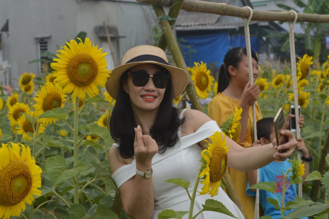 rung-nguoi-chen-chan-chup-anh-cung-hoa-huong-duong-o-hue