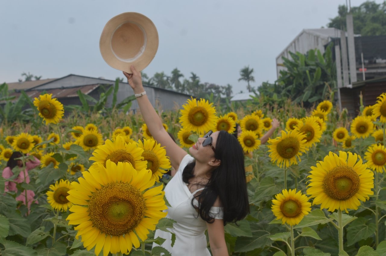 rung-nguoi-chen-chan-chup-anh-cung-hoa-huong-duong-o-hue