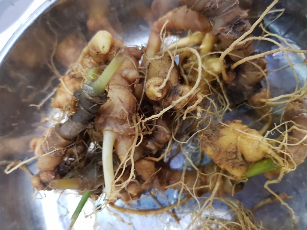 ban-ra-55kg-sam-cu-cho-sam-ngoc-linh-nhe-nhang-dut-tui-gan-4-ty-dong