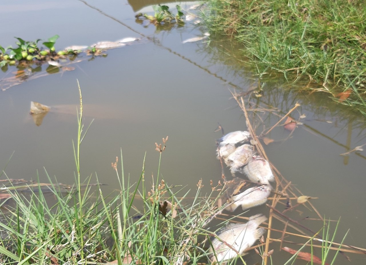 quang-nam-ca-chet-day-song-dan-lo-lang