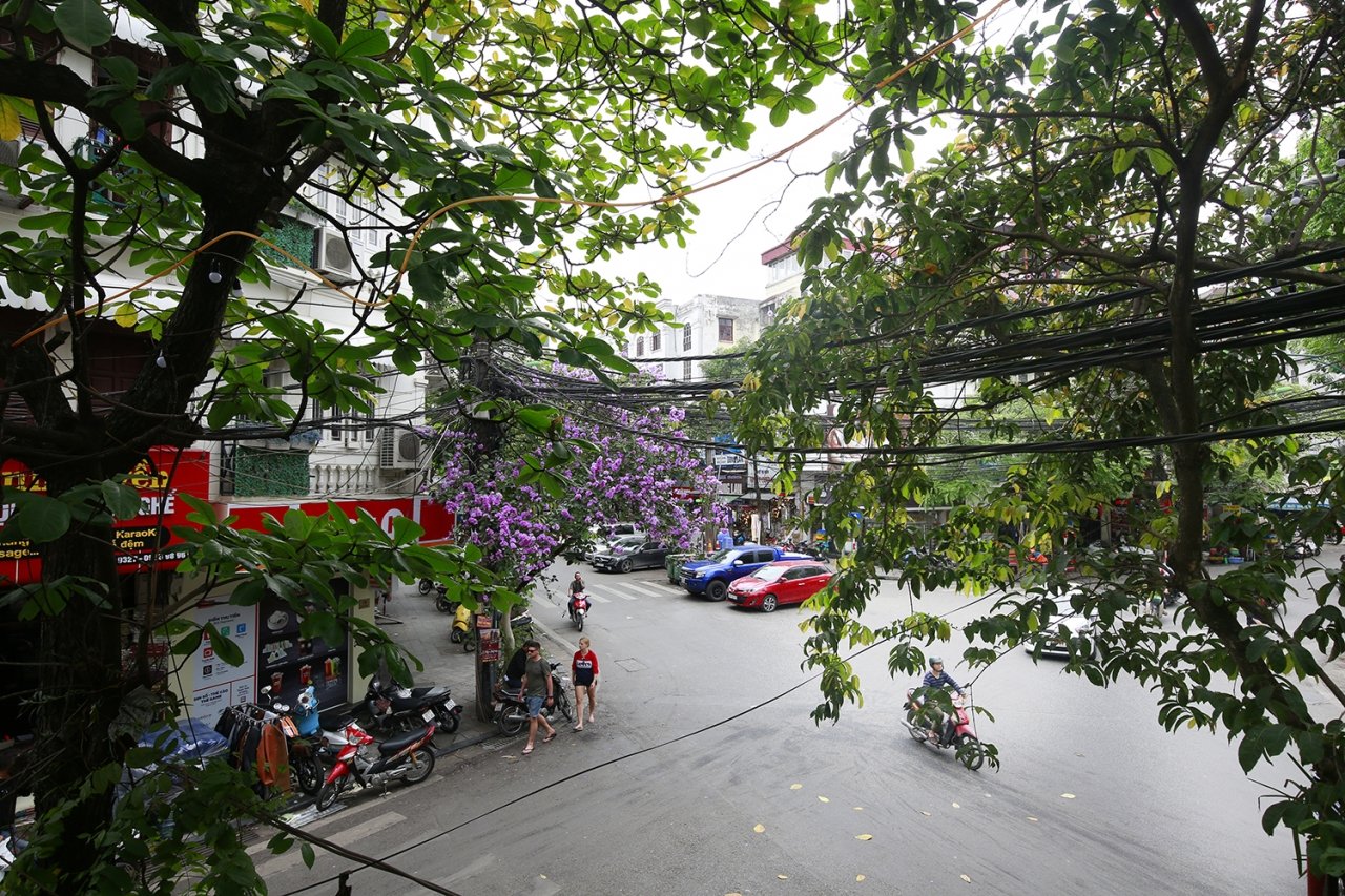 Một cây bằng lăng nở giữa góc phố cổ Hà Nội.