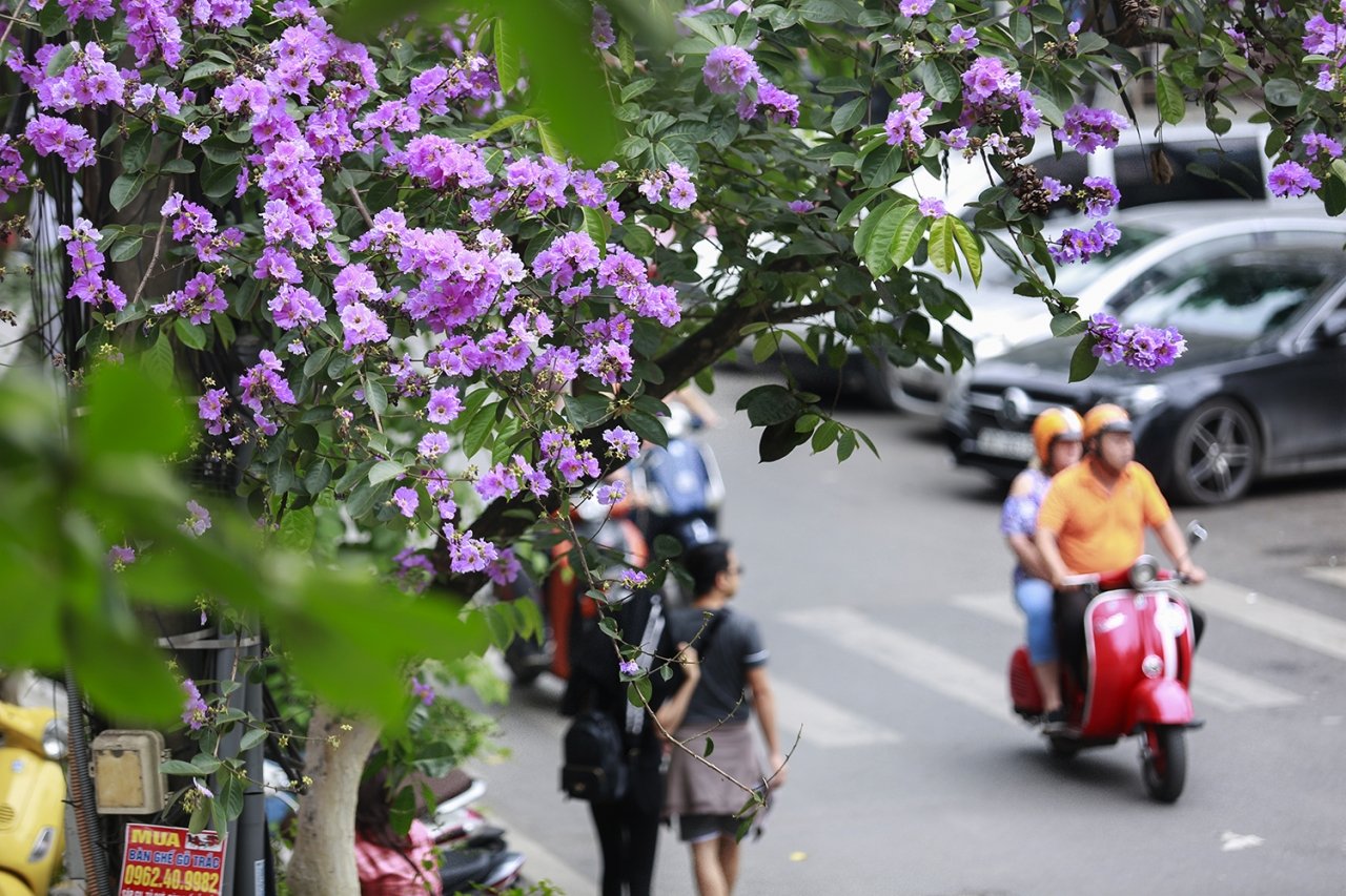 ... Cũng cùng lúc nàng công chúa Út cũng đem lòng suy mê văn tài của chàng thư sinh. Công chúa xin Ngọc Hoàng được xuống dương gian làm vợ chàng thư sinh. Ngọc Hoàng cương quyết không cho. Cô công chúa Út từ đó suy tư, không biết bao nhiêu chàng công tử trên trời đến cầu hôn nhưng nàng điều khước từ. Và từ đó loài hoa Bằng Lăng càng ngày càng phai nhạt màu tím đi. Chàng thư sinh vẫn một lòng suy tình hoa bằng lăng tím.Thế nên từ đó loài người cho hoa Bằng Lăng Tím là loài hoa chung thủy, sự ngây thơ của màu tím đã tượng trưng cho tình đầu của thuở học trò.