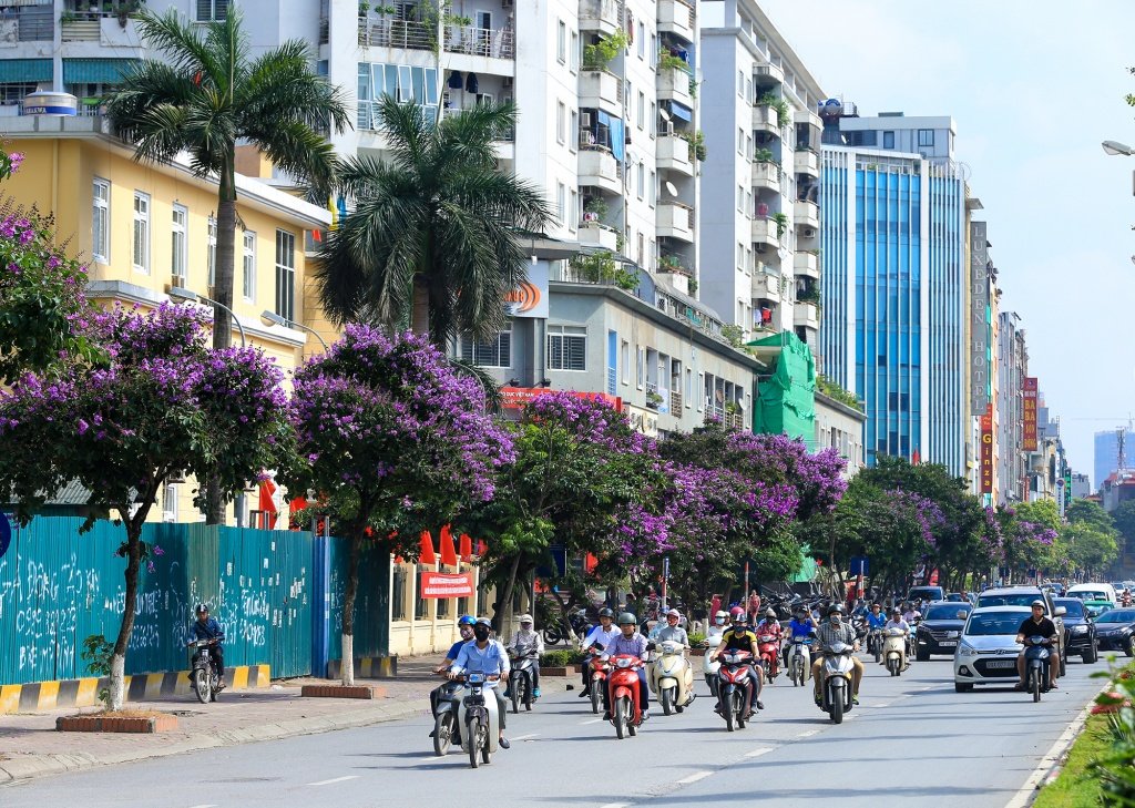 Màu tím nên thơ giản dị của loài hoa này đã góp phần làm nên một Hà Nội tuyệt đẹp.
