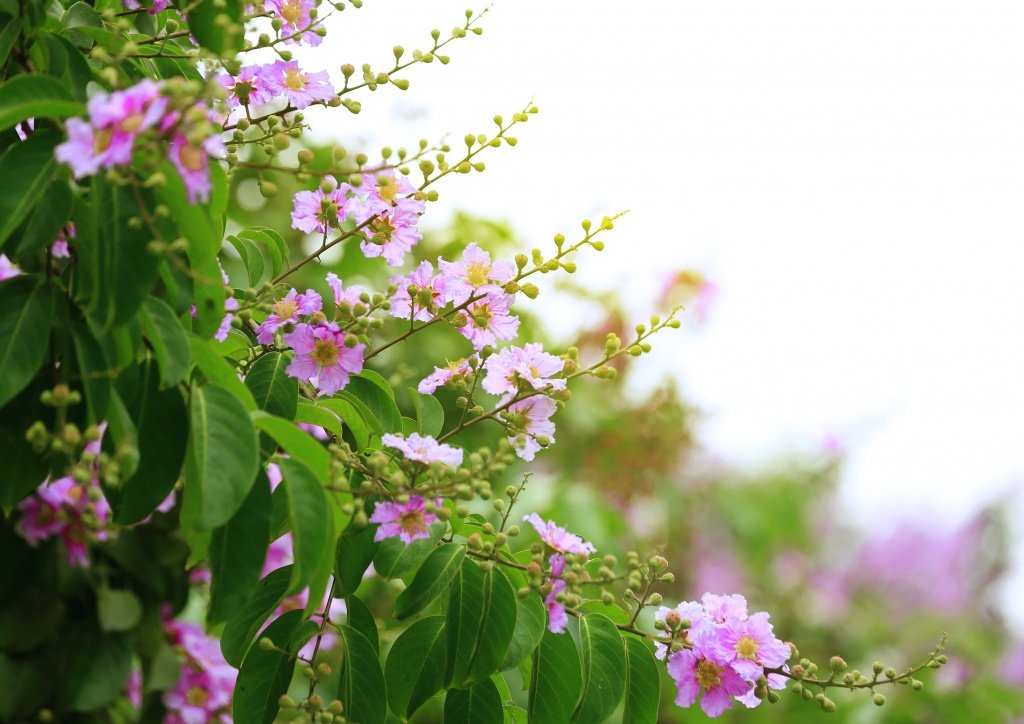 Hoa bằng lăng nở thành từng chùm, ban đầu có màu tím rồi dần chuyển sang phớt hồng.