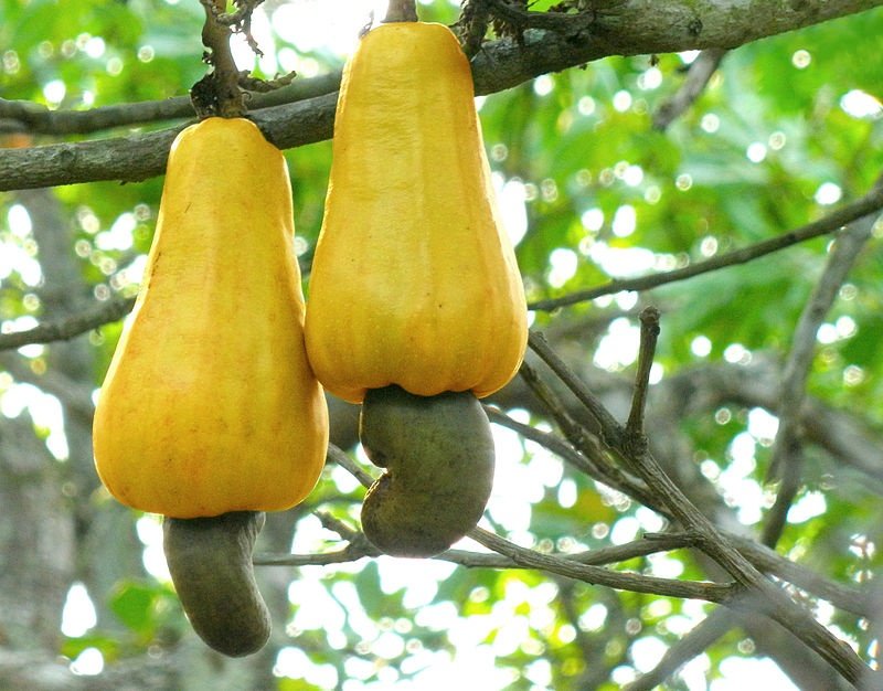 thi-truong-gia-nong-san-hom-nay-125-gia-ca-phe-tang-400-dong-gia-dieu-gia-tieu-khong-doi