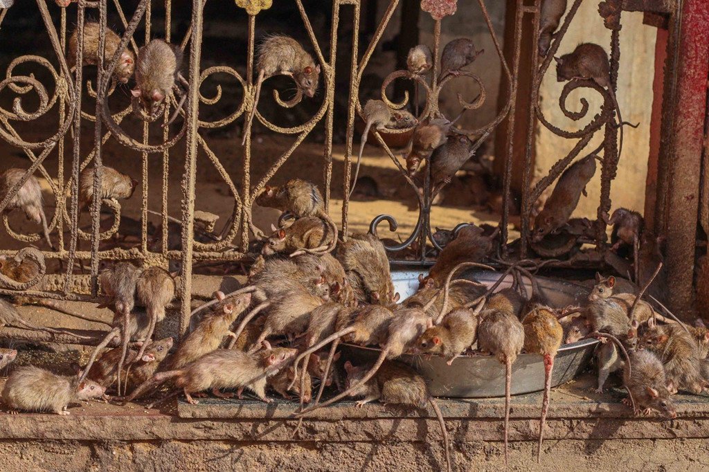 buc-tuong-ba-keo-cao-su-va-7-chon-kem-ve-sinh-van-hut-khach-check-in