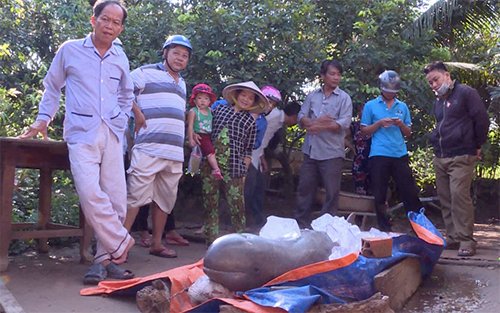 ca-heo-nuoc-ngot-150-kg-mac-luoi-ngu-dan-mien-tay