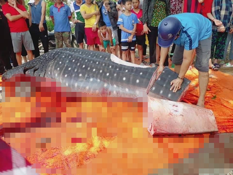 Hình ảnh con cá bị ngư dân xẻ thịt.