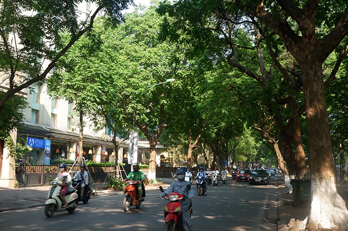 Thời điểm đẹp nhất để chiêm ngưỡng con đường xanh bậc nhất Hà Nội này là vào mùa lá rụng, vào khoảng cuối tháng 4, đầu tháng 5. 
