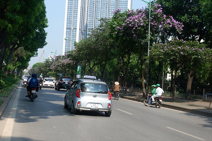 Tại tuyến đường Kim Mã, sau một thời gian ngắn thay lá, cả con đường lại bừng lên sức sống mạnh mẽ để chờ đón một mùa hoa mới, hoa bằng lăng tháng 5.