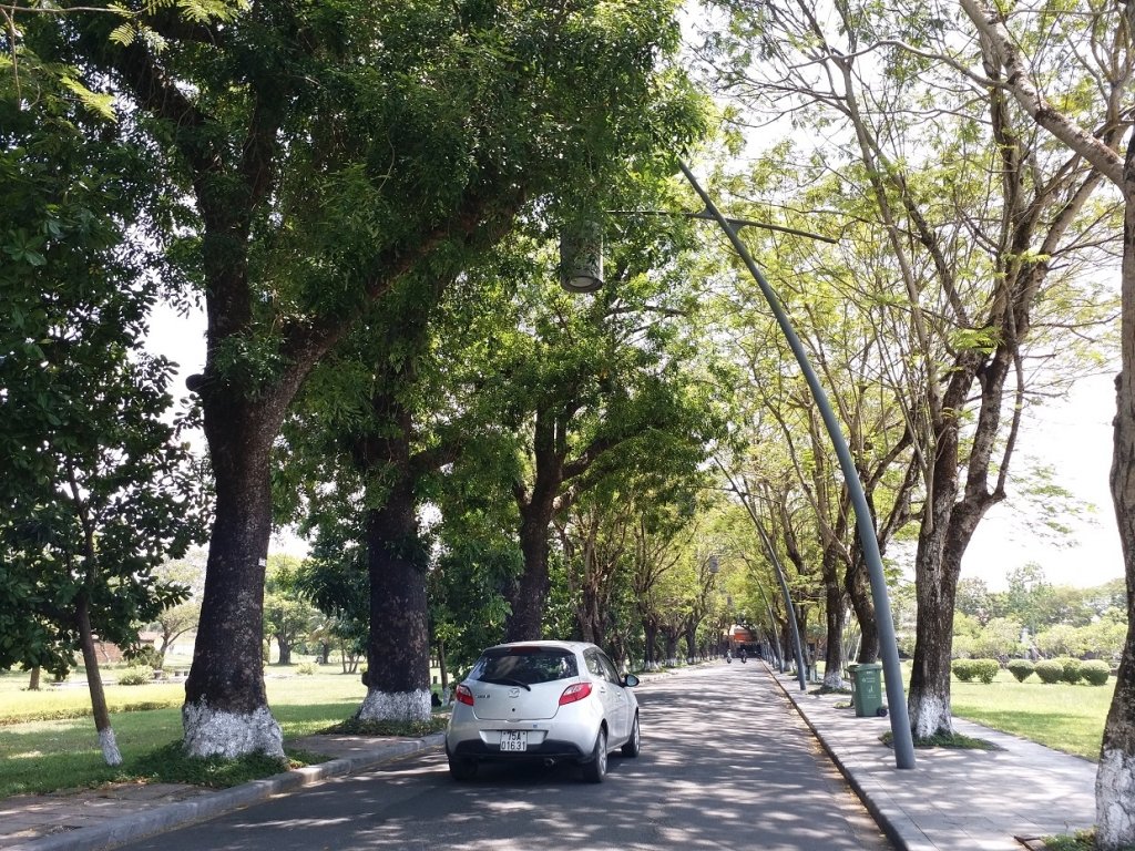 nhung-hang-cay-xanh-co-thu-thanh-noi-cuu-canh-cho-dan-hue