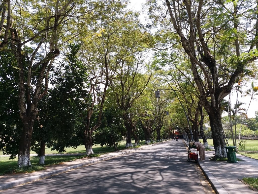 nhung-hang-cay-xanh-co-thu-thanh-noi-cuu-canh-cho-dan-hue