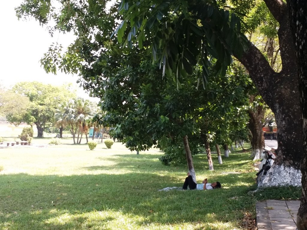 nhung-hang-cay-xanh-co-thu-thanh-noi-cuu-canh-cho-dan-hue