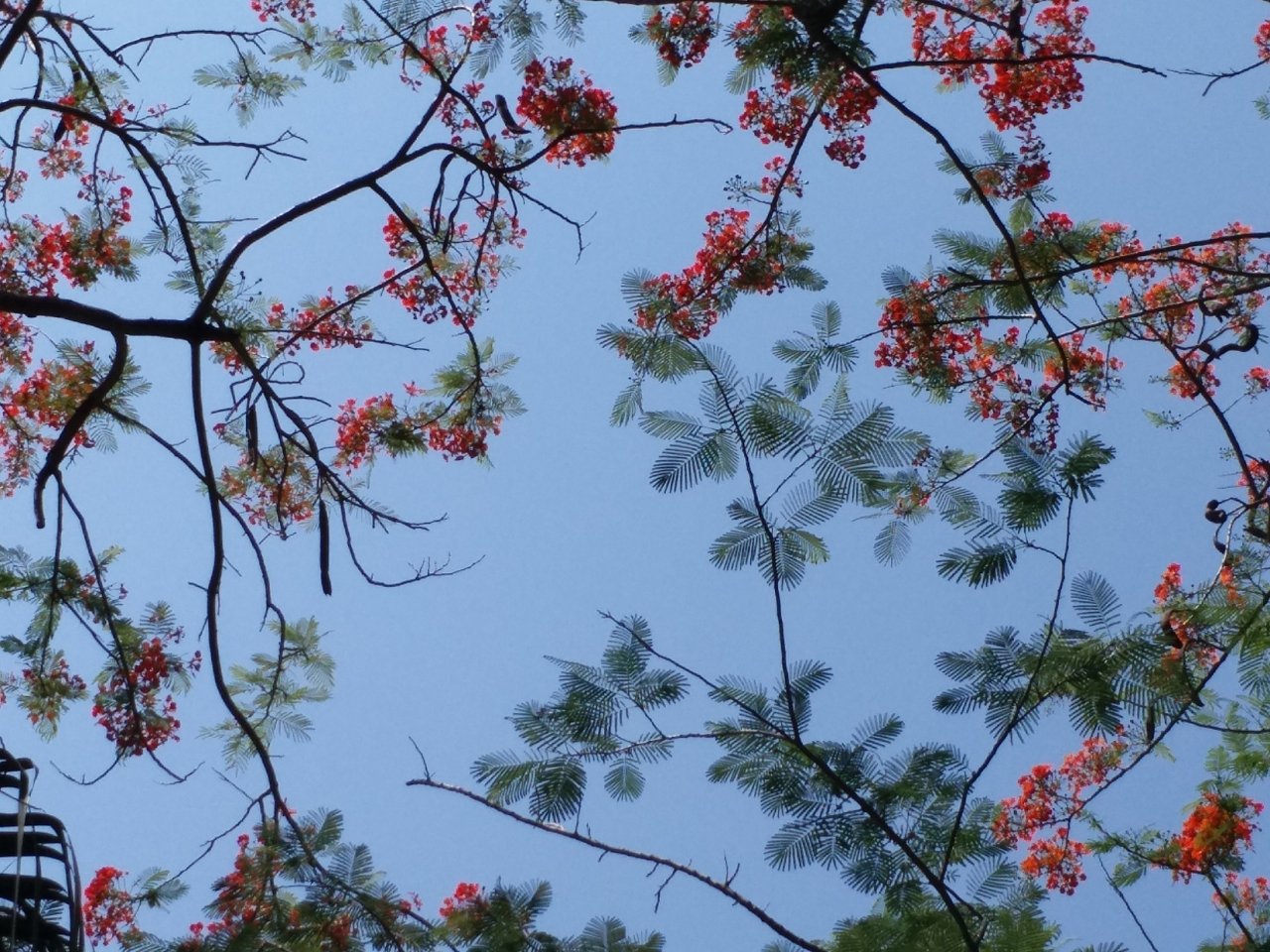 nhung-hang-cay-xanh-co-thu-thanh-noi-cuu-canh-cho-dan-hue