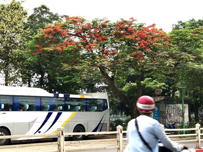 chang-can-di-xa-cung-co-mot-thanh-pho-hoa-phuong-do-giua-long-ha-noi
