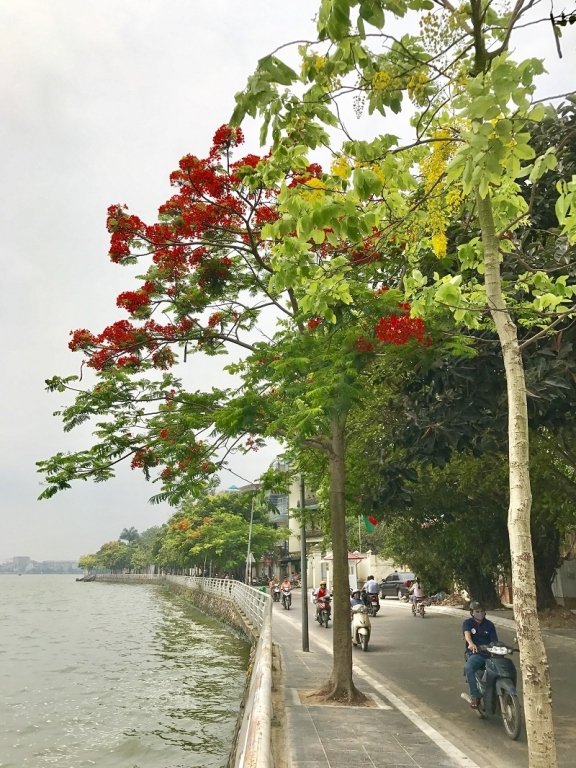 chang-can-di-xa-cung-co-mot-thanh-pho-hoa-phuong-do-giua-long-ha-noi
