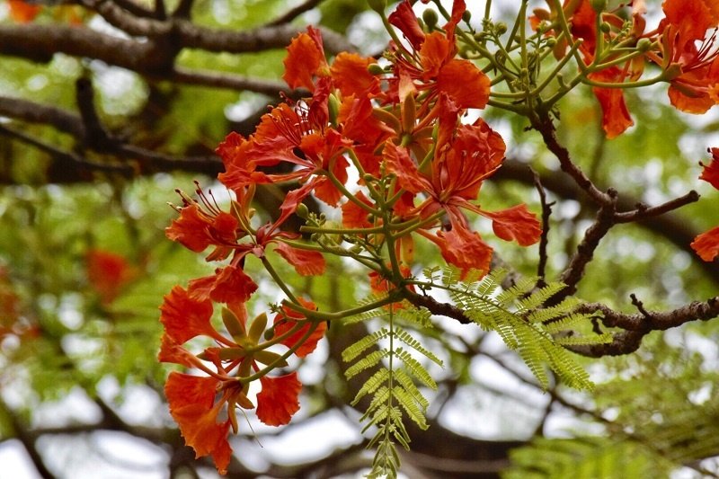 chang-can-di-xa-cung-co-mot-thanh-pho-hoa-phuong-do-giua-long-ha-noi