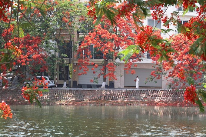 chang-can-di-xa-cung-co-mot-thanh-pho-hoa-phuong-do-giua-long-ha-noi