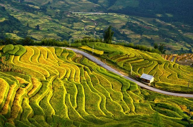 Ruộng bậc thang vùng cao Ý Tý (Lào Cai) được nhiều du khách tìm tới khám phá