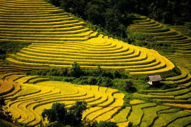 Vùng đất Mù Cang Chải cũng là cái trên được rất nhiều người tìm kiếm.