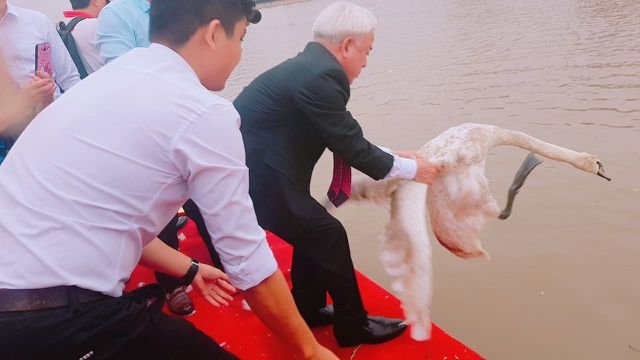 Đàn thiên nga được đưa về và thả xuống sông vào ngày 9/5.