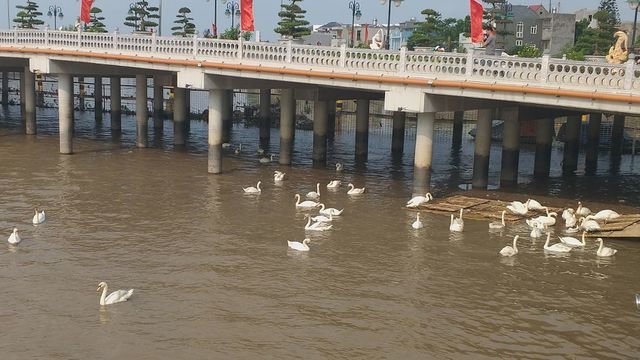 Để đối phó với thời tiết nắng nóng, đàn thiên nga thường di chuyển về khu vực gầm cầu Hoàng Văn Thụ vào ban ngày