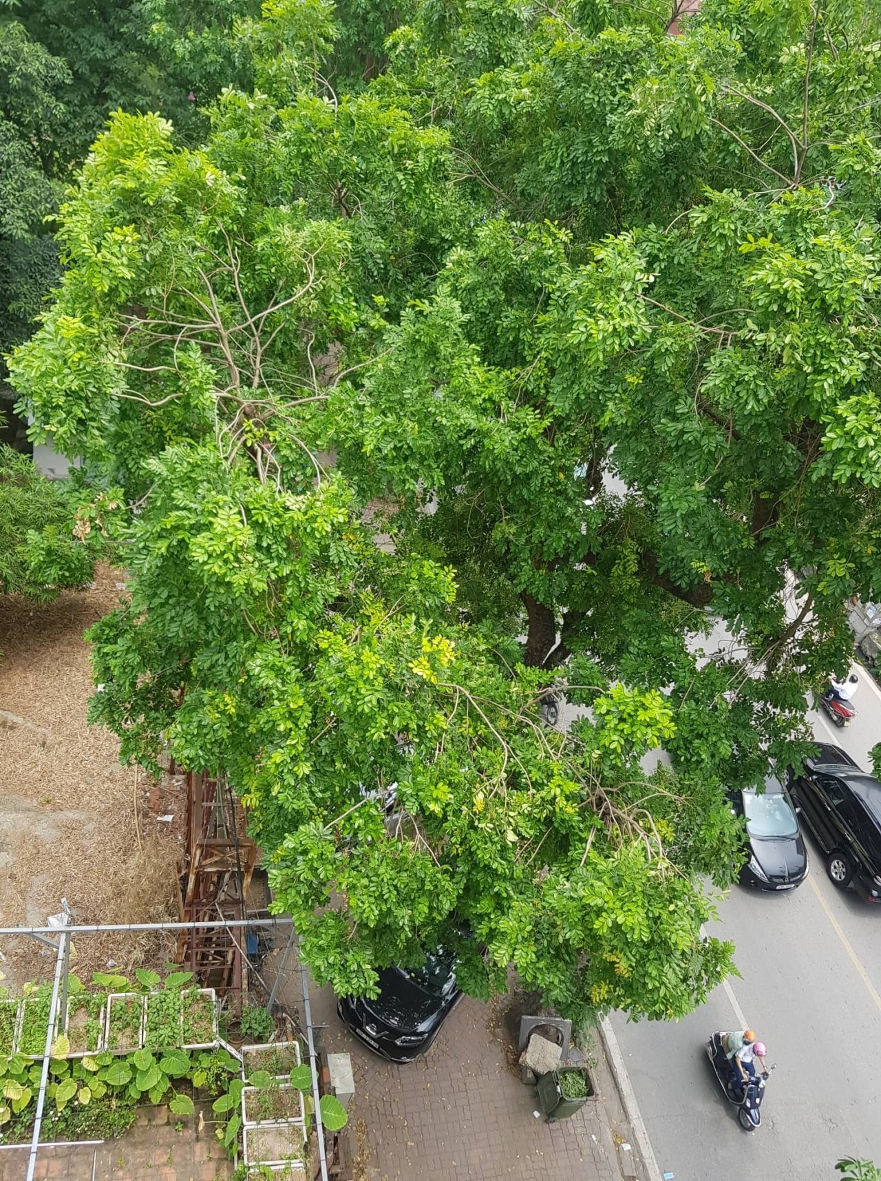 ha-noi-bai-xe-ngam-trong-cong-vien-thong-nhat-bi-bo-hoang