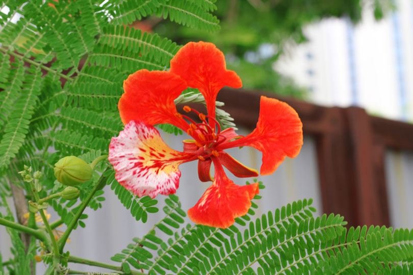 Không phải tự nhiên mà hoa phượng được ví như hoàng hậu của mùa hè, mà bởi vì nó không những đẹp mà còn gắn liền với rất nhiều câu chuyện buồn vui đã đi vào thơ văn và sống mãi với thời gian