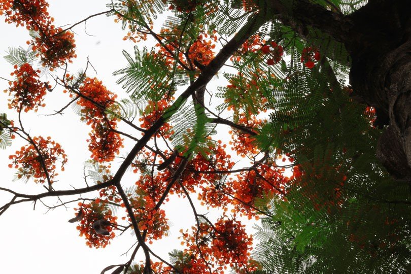 ngam-sac-do-hoa-phuong-ruc-chay-troi-he-ha-noi