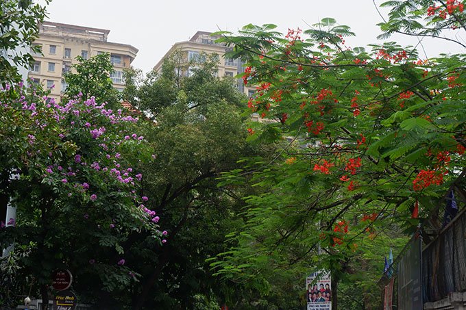 Hoa Bằng Lăng cùng hoa Phượng đua nhau khoe sắc giữa tháng 5 tại Hà Nội tạo ra một khung cảnh thơ mộng và đẹp đẽ