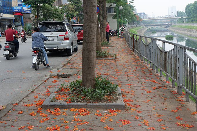 Vỉa hè của người đi bộ cũng được nhuộm thêm màu do những cánh hoa phượng vĩ đã tàn rơi xuống