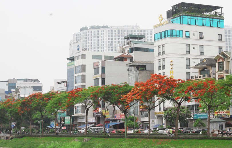 Hàng hoa phượng được trồng dọc theo sông Tô Lịch làm con sông này trở nên thơ mộng hơn