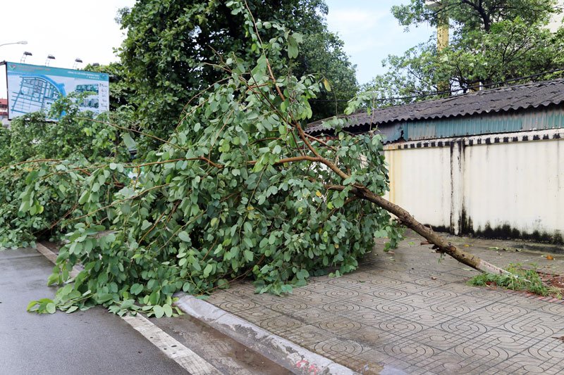 Nhiều cây xanh bị gãy đổ. (Ảnh: Báo Quảng Ninh).