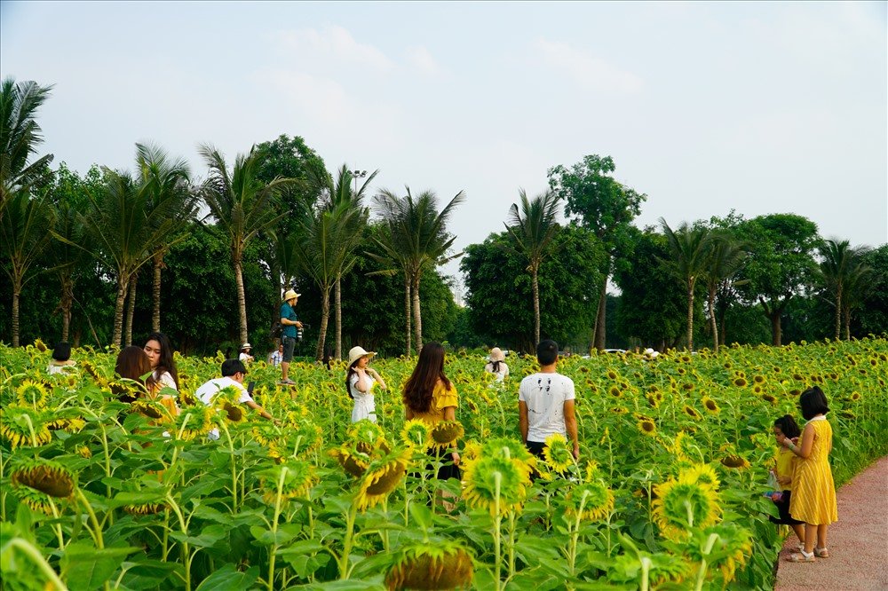 nghin-nguoi-doi-nang-check-in-tai-canh-dong-huong-duong