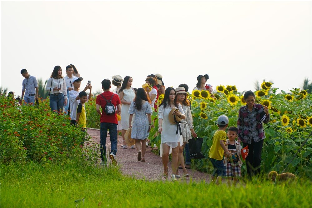 nghin-nguoi-doi-nang-check-in-tai-canh-dong-huong-duong