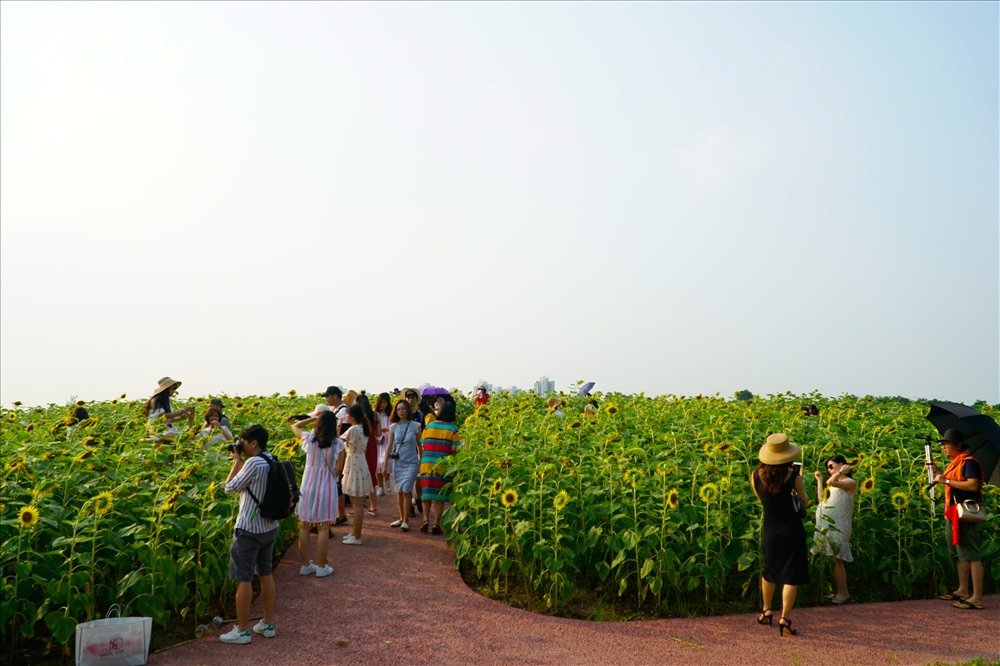 nghin-nguoi-doi-nang-check-in-tai-canh-dong-huong-duong