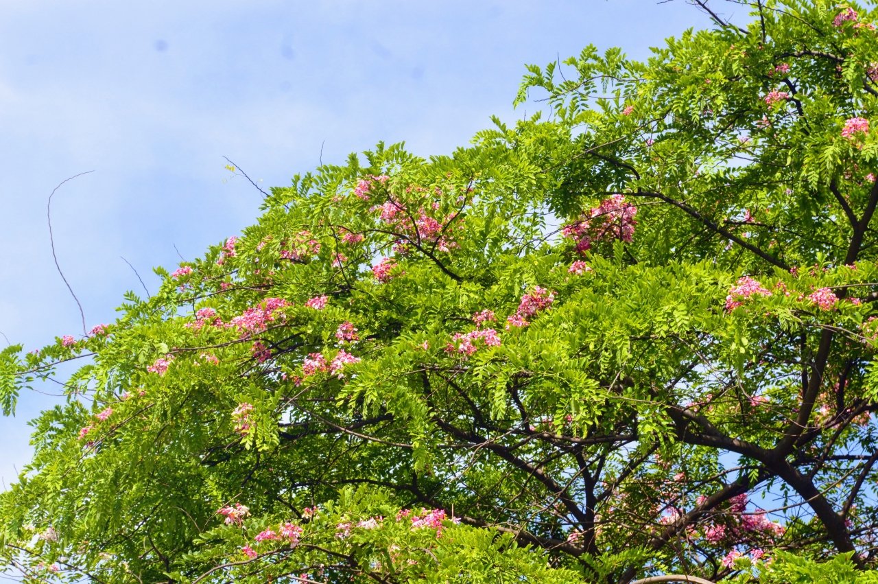 dam-duoi-ngam-nhin-sac-hong-muong-hoa-dao-o-xu-hue