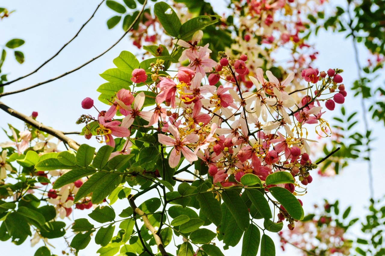 dam-duoi-ngam-nhin-sac-hong-muong-hoa-dao-o-xu-hue