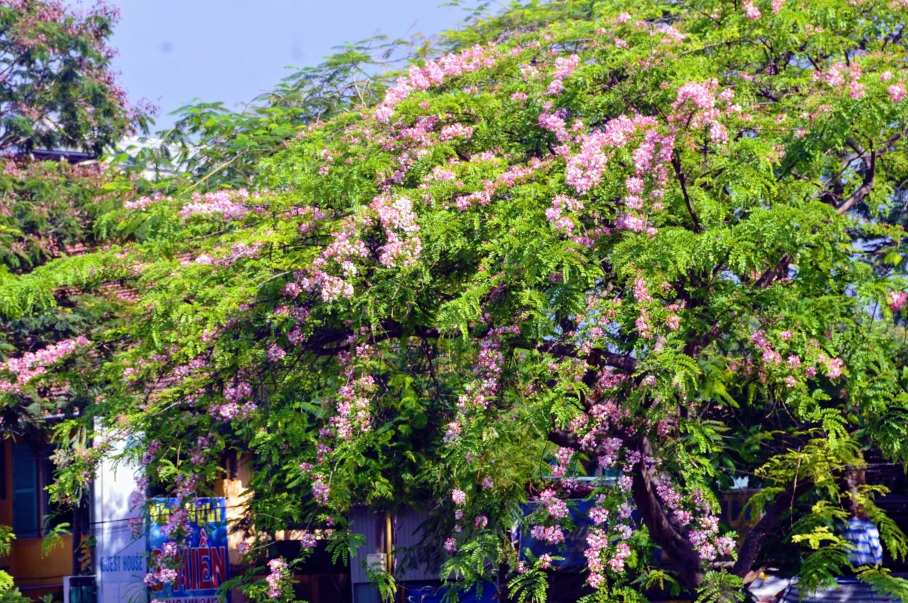 dam-duoi-ngam-nhin-sac-hong-muong-hoa-dao-o-xu-hue