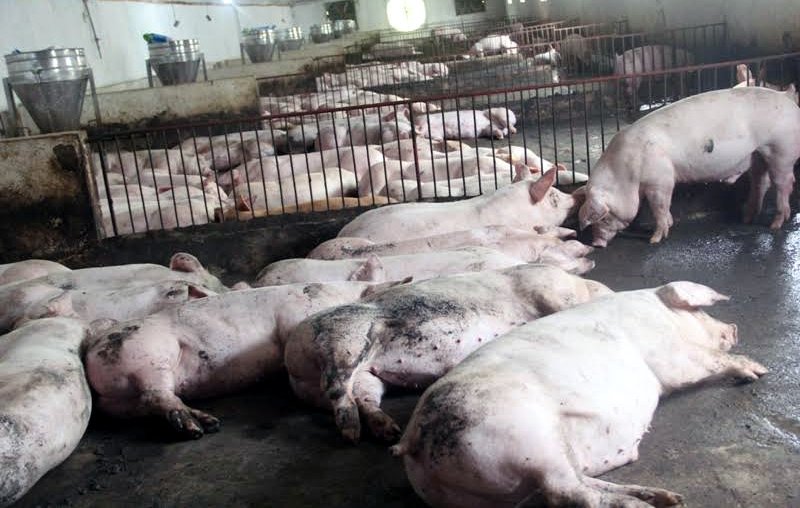 Gà Trung Quốc 80 ngàn/con, lá chanh Thái 1 triệu/kg đổ về Việt Nam Gà Trung Quốc 80 ngàn/con, lá chanh Thái 1 triệu/kg đổ về Việt Nam