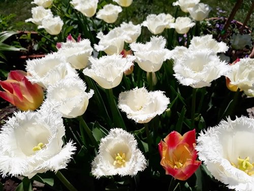 Mỗi ngày anh chị thường tốn từ 1-2 tiếng cho khu vườn của mình.
