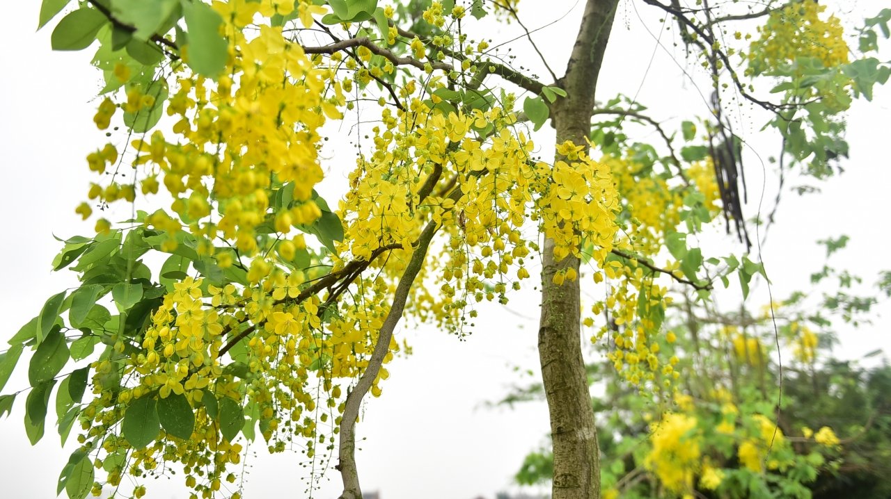 Muồng hoàng yến có nguồn gốc từ Nam Á, được gọi với nhiều tên khác nhau như: Muồng hoàng hậu, bọ cạp vàng, hoa lồng đèn… Loại hoa này được xem là quốc hoa của đất nước Thái Lan.