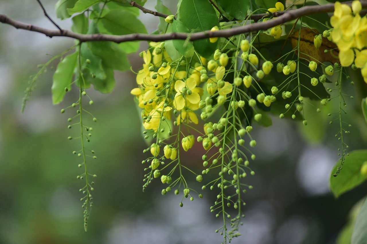 Là người sống hay thường đi qua con đường ven hồ Tây thì chắc hẳn sẽ phải 