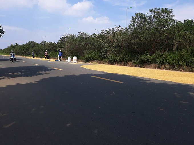 Khoảng 1/3 lòng đường bị người dân ngang nhiên chiếm dụng để phơi thóc 