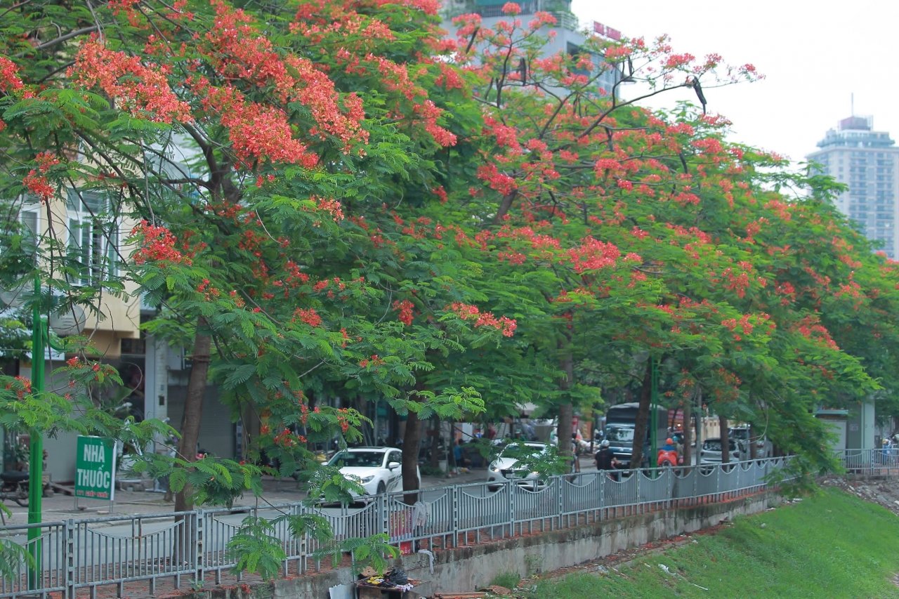 la-lam-hinh-anh-nguoi-dan-thanh-thoi-chup-anh-cau-ca-ben-song-to-lich